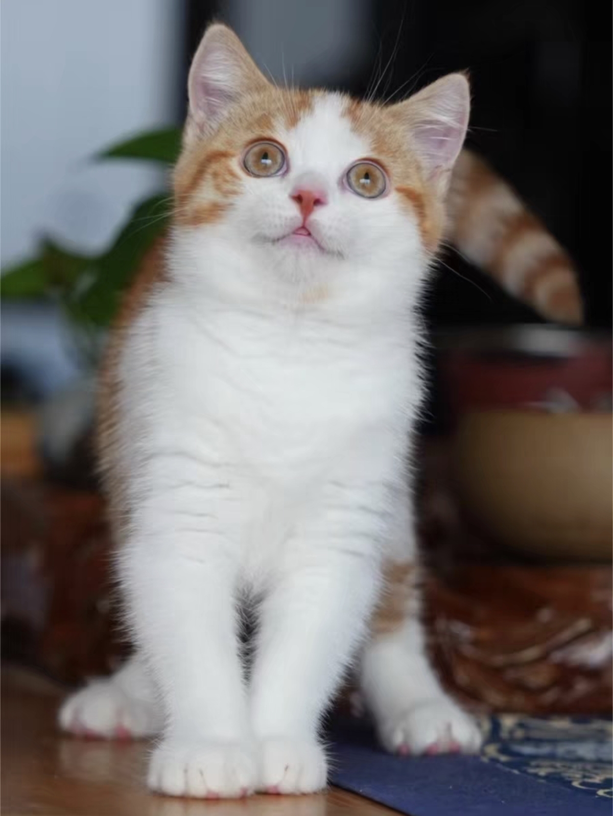 英短橘白,黄瞳,大包子脸,花纹清晰明显,色彩鲜艳,四个月疫苗全部打完